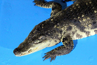 Казанский филиал оформил нильских крокодилов и большеухих лисиц из Южной Африки